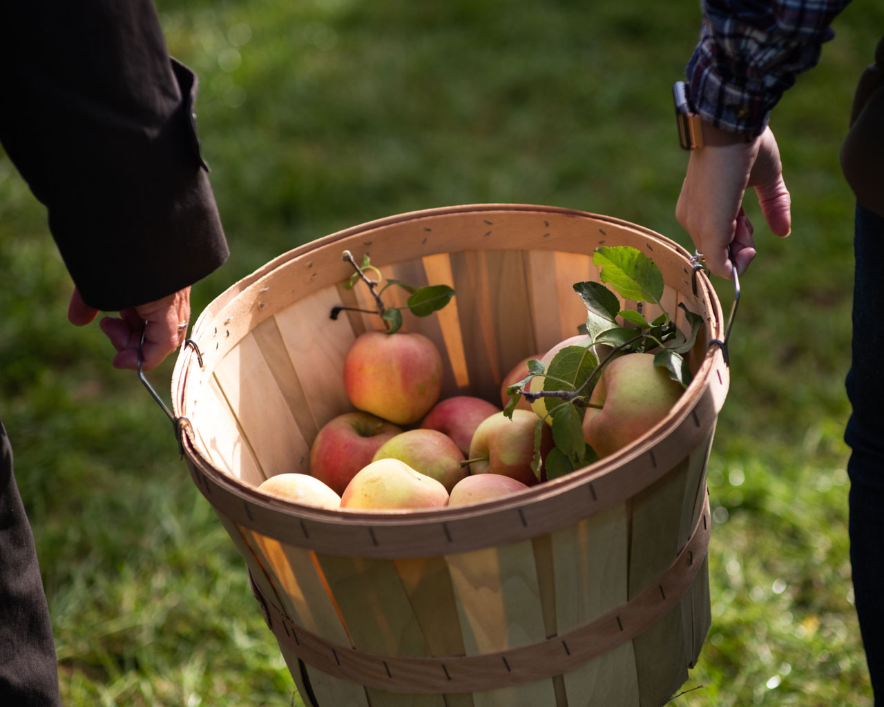 Vi mustar dina äpplen och päron – dags för 2023 års mustning!